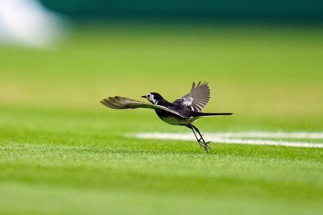 Mandatory Credit: Photo by Javier Garcia Shutterstock (13012862cu) A wagtail bird on Centre Court Wimbledon Tennis Championships, Day 8, The All England Lawn Tennis and Croquet Club, London, UK - 04 Jul 2022 Wimbledon Tennis Championships, Day 8, The All England Lawn Tennis and Croquet Club, London, UK - 04 Jul 2022  Copyright: xJavierxGarcia Shutterstockx 13012862cu