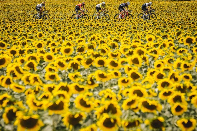 July 22, 2022, France: Peloton Group and sunflowers during Tour de France Stage 19 Castelnau-Magnoac to Cahors (188,3km). France - ZUMAz03_ 20220722_stw_z03_594 Copyright: xA.O.Sx