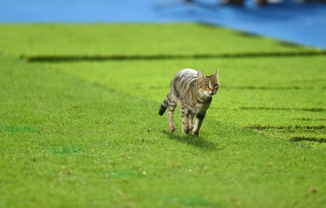 Sport Themen der Woche KW32 Sport Bilder des Tages A cat running on the field during during the UEFA Europa Conference League 2022 23 Third Qualifying Round second leg match between Istanbul Basaksehir FK and Breidablik at Basaksehir Fatih Terim Stadium in Istanbul, Turkey on August 11, 2022. ( Photo by Seskimphoto ) 
