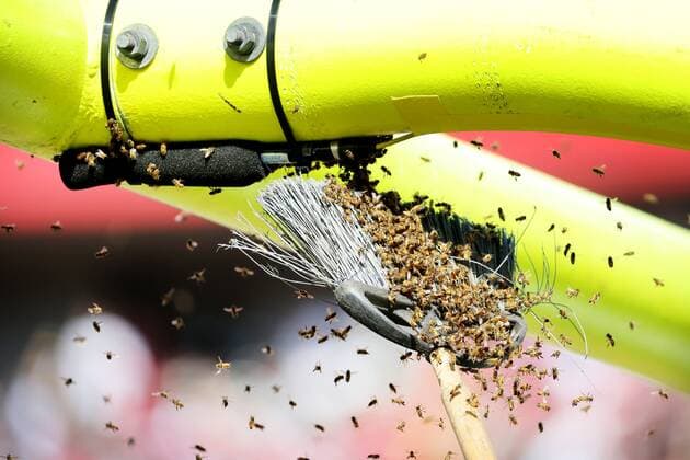 Sport Themen der Woche KW38 Sport Bilder des Tages September 25, 2022, Tampa, Florida, USA: Honey bees are swept from an upright at the start of the game between the Tampa Bay Buccaneers and the Green Bay Packers on Sunday, Sep 25, 2022, at Raymond James Stadium in Tampa. Tampa USA - ZUMAs70_ 0170000081st Copyright: xDouglasxR.xCliffordx
