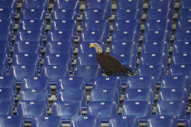 Sport Bilder des Tages Rome, Italy 27.10.2022: The eagle, the symbol of Lazio, does not fly on the pitch and sits on the stands before the Uefa Europe League 2022-2023 , Group F - SS matchday 5, football match between SS Lazio vs FC Midtjylland at Olympic Stadium in Rome, Italy.  Copyright: xmarcoxiacobuccix xipa-agency.netx xmarcoxiacobuccix 0