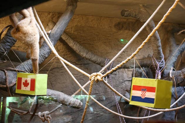 PXL_Gibbon chose winner at Qatar Gibbon Kent chose the winner of the World Cup match between Croatia and Canada, in his enclosure at the Zagreb Zoo, in Zagreb, Croatia, on November 27, 2022, TomislavxMiletic PIXSELL