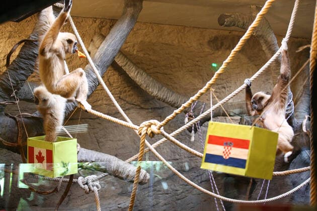 PXL_Gibbon chose winner at Qatar Gibbon Kent chose the winner of the World Cup match between Croatia and Canada, in his enclosure at the Zagreb Zoo, in Zagreb, Croatia, on November 27, 2022, TomislavxMiletic PIXSELL