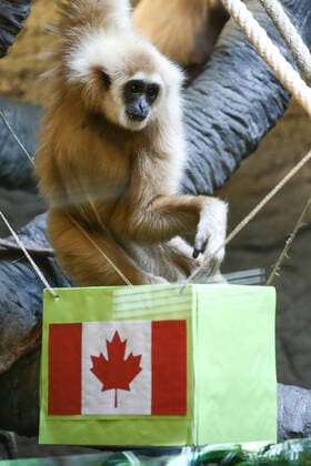 PXL_Gibbon chose winner at Qatar Gibbon Kent chose the winner of the World Cup match between Croatia and Canada, in his enclosure at the Zagreb Zoo, in Zagreb, Croatia, on November 27, 2022, TomislavxMiletic PIXSELL
