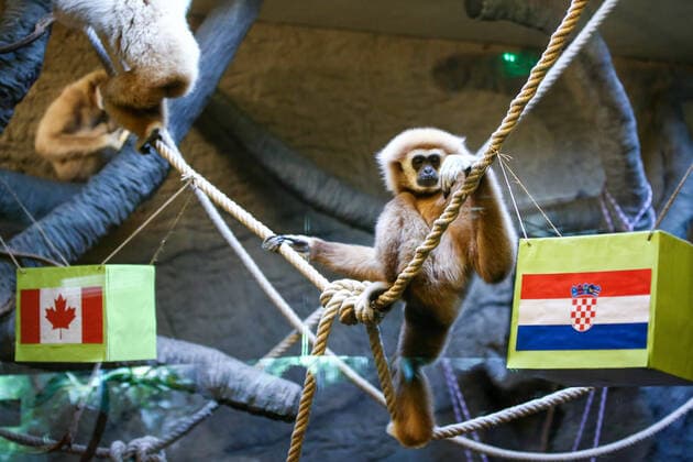 PXL_Gibbon chose winner at Qatar Gibbon Kent chose the winner of the World Cup match between Croatia and Canada, in his enclosure at the Zagreb Zoo, in Zagreb, Croatia, on November 27, 2022, TomislavxMiletic PIXSELL