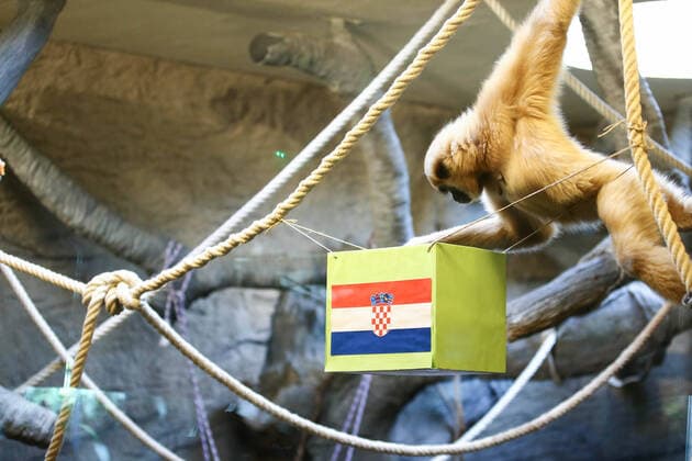 PXL_Gibbon chose winner at Qatar Gibbon Kent chose the winner of the World Cup match between Croatia and Canada, in his enclosure at the Zagreb Zoo, in Zagreb, Croatia, on November 27, 2022, TomislavxMiletic PIXSELL