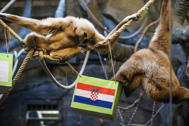 Sport Themen der Woche KW49 Gibon Kent predicted Croatia s victory Gibon Kent at the ZOO in Zagreb predicted Croatia s victory in the match against Japan at the FIFA World Cup, WM, Weltmeisterschaft, Fussball in Zagreb, Croatia on December 5, 2022. SlavkoxMidzor PIXSELL