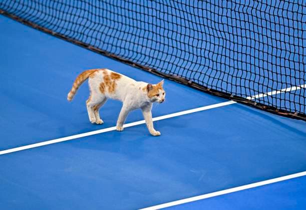 Sport Themen der Woche KW07 Sport Bilder des Tages WTA, Tennis Damen Qatar TotalEnergies Open 2023 The cat walks on the tennis court during the WTA Qatar TotalEnergies Open tennis tournament at the Khalifa International Tennis Complex in Doha, Qatar, 13 February 2023 DOHA Qatar  Copyright: xNoushadxThekkayilx originalFilename:varittyakkal-wtaqatar230213_npU8K.jpg