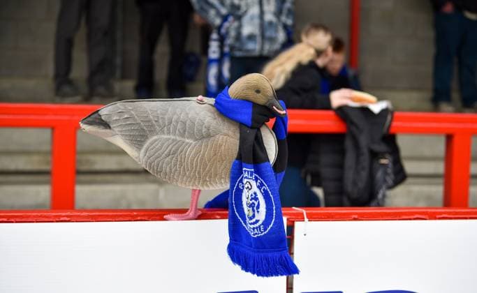 Sport Themen der Woche KW12 Sport Bilder des Tages Mandatory Credit: Photo by Simon Dack TPI Shutterstock (13845336ak) Rochdale fans and a goose! during the EFL League Two match between Crawley Town and Rochdale AFC at the Broadfield Stadium , Crawley , UK - 25th March 2023 Crawley Town v Rochdale AFC EFL League Two Match, Broadfield Stadium, Crawley, United Kingdom - 25 Mar 2023 Editorial use only. No merchandising. For Football images FA and Premier League restrictions apply inc. no internet mobile usage without FAPL license - for details contact Football Dataco Crawley Town v Rochdale AFC EFL League Two Match, Broadfield Stadium, Crawley, United Kingdom - 25 Mar 2023 Editorial use only. No merchandising. For Football images FA and Premier League restrictions apply inc. no internet mobile usage without FAPL license - for details contact Football Dataco  Copyright: xSimonxDack TPI Shutterstockx 13845336ak