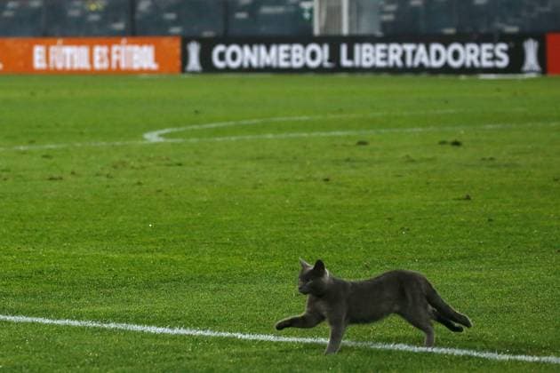 Sport Themen der Woche KW16 Sport Bilder des Tages Fußball, Copa Libertadores, CSD Colo-Colo - Monagas SC Futbol, Colo Colo vs Monagas SC. Fase de grupos, Copa Libertadores 2023. Un gato es fotografiado luego el partido del grupo F de la Copa Libertadores entre Colo Colo contra Monagas SC realizado en el estadio Monumental de Santiago, Chile. 19 04 2023 Jonnathan Oyarzun Photosport Football, Colo Colo vs Monagas SC. 2023 Copa Libertadores Championship. A cat is pictured during the group F match of the Copa Libertadores Championship between Colo Colo against Monagas SC at the Monumental stadium in Santiago, Chile. 19 04 2023 Jonnathan Oyarzun Photosport Colo Colo vs Monagas SC, Copa Libertadores 2023