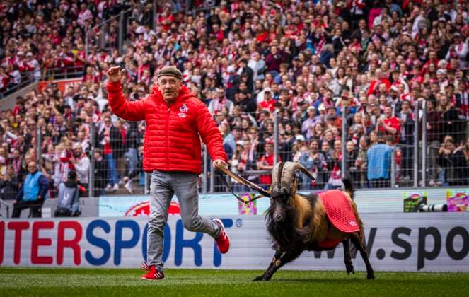 Cologne, Germany. 23rd Apr, 2023. Geißbock Hennes IX mit Betreuer Ingo Reipka Frauen Bundesliga 1. FC Köln - Eintracht Frankfurt 23.04.2023