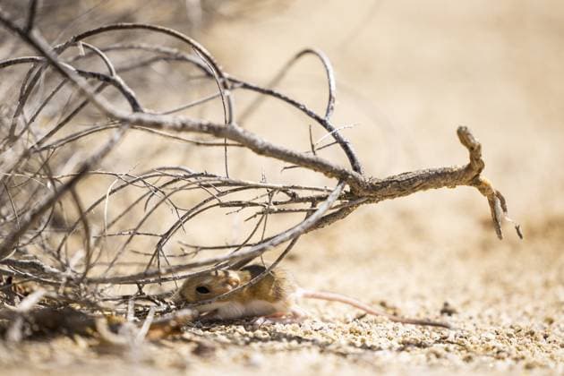 Little moose during the Stage 2 of the Sonora Rally 2023, 3rd round of the 2023 World Rally-Raid Championship, between Hermosillo and Penasco on April 25th, 2023 in Penasco, Mexico - AUTO - W2RC - SONORA RALLY 2023 DPPI Panoramic  05323003__DE_7523
