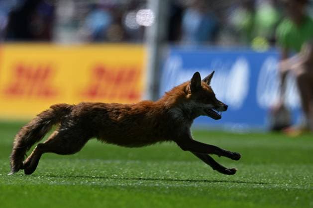 Sport Themen der Woche KW20 20th May 2023; Twickenham Stadium, London, England: HSBC London Rugby Sevens France versus Samoa; a fox invades the pitch during play  ActionPlus12511825 SimonxWest