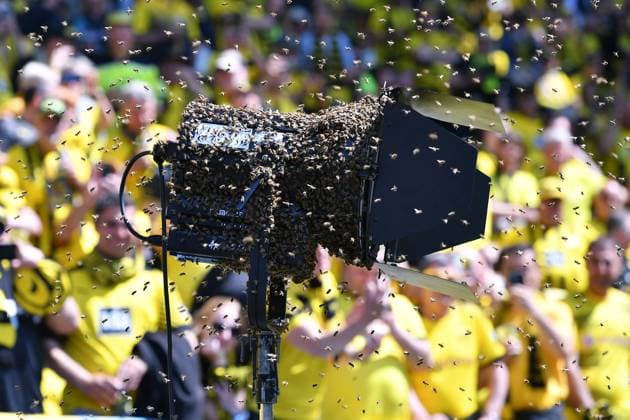 Sport Themen der Woche KW21 Fußball 1. Bundesliga 34. Spieltag Borussia Dortmund - 1. FSV Mainz 05 am 27.05.2023 im Signal Iduna Park in Dortmund Sky Bienen Wespen Invasion am der Beleuchtung Lampe LED Lampe DFL regulations prohibit any use of photographs as image sequences and or quasi-video. *** Soccer 1 Bundesliga 34 matchday Borussia Dortmund 1 FSV Mainz 05 on 27 05 2023 at Signal Iduna Park in Dortmund Sky bees wasps invasion at the lighting lamp LED lamp DFL regulations prohibit any use of photographs as image sequences and or quasi video xHDx