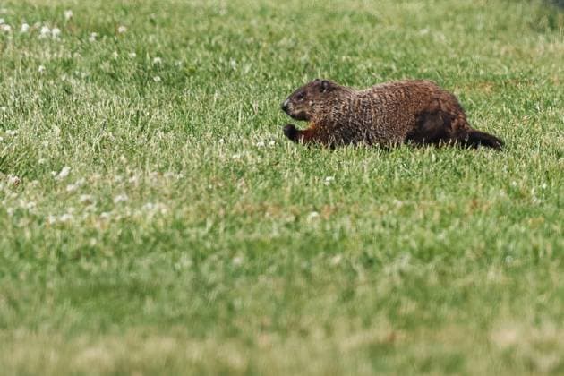 F1 Grand Prix Of Canada Practice 2 Groundhog before second practice ahead of the Formula 1 Grand Prix of Canada at Circuit Gilles Villeneuve in Montreal, Canada on June 16, 2023. Montreal Canada  Copyright: xJakubxPorzyckix originalFilename:porzycki-f1grandp230616_np2nx.jpg