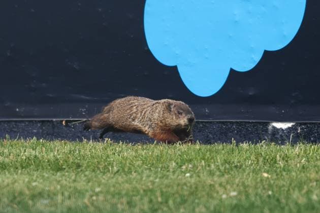 F1 Grand Prix Of Canada Practice 2 Groundhog before second practice ahead of the Formula 1 Grand Prix of Canada at Circuit Gilles Villeneuve in Montreal, Canada on June 16, 2023. Montreal Canada  Copyright: xJakubxPorzyckix originalFilename:porzycki-f1grandp230616_npzMj.jpg