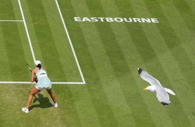 Mandatory Credit: Photo by Dave Shopland Shutterstock (13984806b) Sea Gulls fly over Madison Keys in Ladies Singles Final Rothesay International Eastbourne, Tennis, Day Six, Devonshire Park, Eastbourne, UK - 01 Jul 2023 Rothesay International Eastbourne, Tennis, Day Six, Devonshire Park, Eastbourne, UK - 01 Jul 2023  Copyright: xDavexShopland Shutterstockx 13984806b