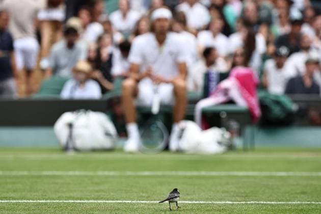 A little bird watches Alexander Zverev, GER, during third round of 2023 All England Lawn Tennis Championships at Wimbledon, gentlemens singles, London, 08 07 2023; -
