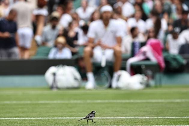 A little bird watches Alexander Zverev, GER, during third round of 2023 All England Lawn Tennis Championships at Wimbledon, gentlemens singles, London, 08 07 2023; -