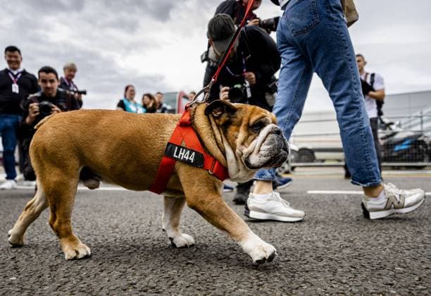 Sport Bilder des Tages SILVERSTONE - Roscoe, Lewis Hamilton s (Mercedes) dog, arrives ahead of the British Grand Prix at the Silverstone Circuit. ANP SEM VAN DER WAL F1 Grand Prix of Great Britain 2023 xVIxANPxSportx xxANPxIVx 473316537 originalFilename: 473316537.jpg