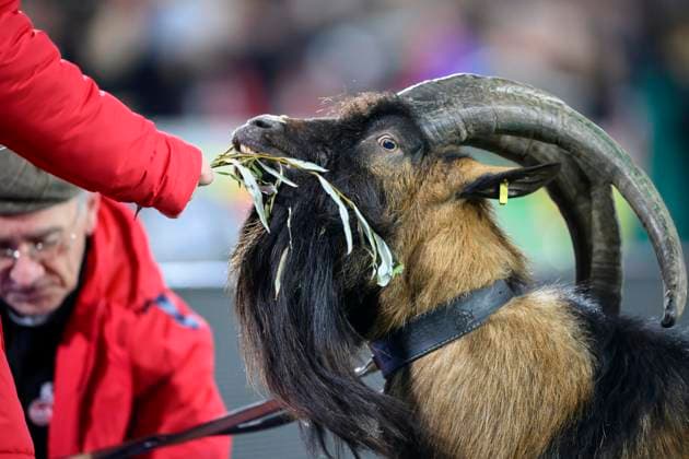Feature, Maskottchen Hennes der IX, der Neunte, Geissbock Fussball 1. Bundesliga, 12.Spieltag, 1.FC Koeln (K) - FC Bayern Muenchen (M) 0:1, am 24.11.2023 in Koeln Deutschland. DFL regulations prohibit any use of photographs as image sequences and or quasi-video Â