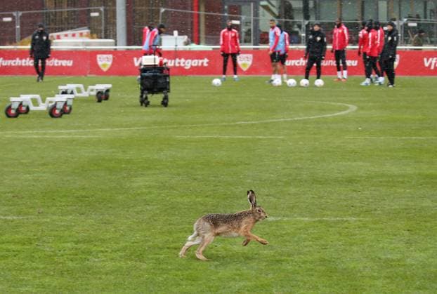 Sport Themen der Woche KW48 Sport Bilder des Tages 28.11.2023, Deutschland, Stuttgart, Fußball Bundesliga, VfB Stuttgart Training, Hase läuft über den Platz *** 28 11 2023, Germany, Stuttgart, Bundesliga soccer, VfB Stuttgart training, Hare runs across the pitch