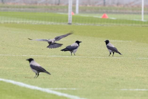 DEU, DFL, 2. FBL Hertha BSC, Training, 05.03.2024, Sportforum, Berlin, DEU, DFL, 2. FBL Hertha BSC, Training, im Bild Spieler kommen erst spät aus der Kabine, so lange haben die Raben zeit zum Futter suchen DFL - regulations prohibit any use of Photographs as image sequences and or quasi-video Foto: Juergen Engler nordphoto GmbH