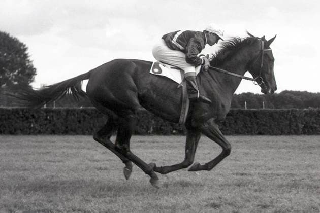 30.08.1964, Hoppegarten, Bezirk Strausberg, DDR - Simba mit P. Tousek beim Aufgalopp. Galopprennbahn Hoppegarten. (Pferd, Jockey, Simba, Tousek, s w, schwarz-weiss, historisch) 640830A007HOPPEGARTEN.JPG *** 30 08 1964, Hoppegarten, district Strausberg, GDR Simba with P Tousek at the gallop racecourse Hoppegarten horse, jockey, Simba, Tousek, s w, black and white, historical 640830A007HOPPEGARTEN JPG