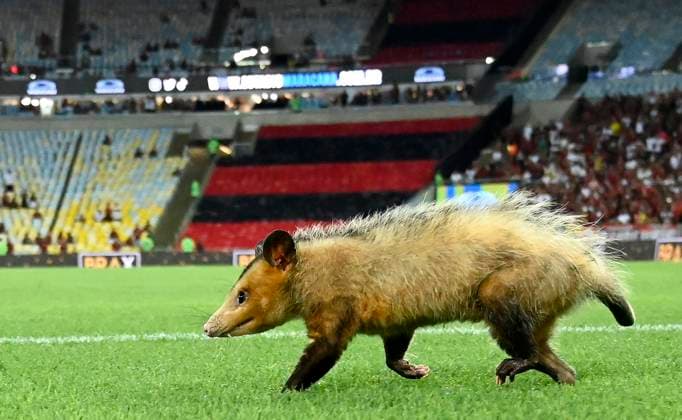 Sport Themen der Woche KW18 A gamba strays on to the pitch before the Copa do Brasil football match between Flamengo v Amazonas at the Maracana stadium in Rio de Janeiro, Brazil. (Andre Ricardo Sports Press Photo SPP)  Copyright: xAndrexRicardox xSportsxPressxPhotox xSPPx spp-en-AnRiSpPrPh-durao-