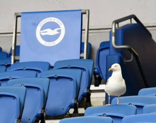 Sport Themen der Woche KW18 Sport Bilder des Tages Brighton & Hove Albion v Aston Villa, Brighton, UK - 05 May 2024 A lone Seagul sits after all the other Seagull fans have left the ground following the Premier League Match between Brighton & Hove Albion and Aston Villa at The Amex Stadium, Brighton on 5th May 2024 ( Brighton The Amex Stadium Brighton England Copyright: xJeffxMood PPAUKx PPA-113954
