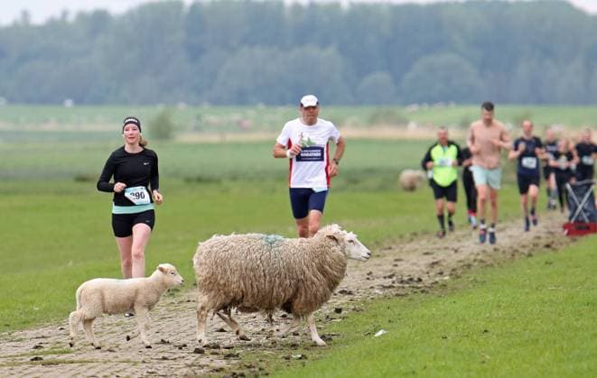 Sport Themen der Woche KW18 Sport Bilder des Tages Auf einem Abschnitt am Deich zwischen Wedel und Hetlinger Schanze beim Wedeler Halbmarathon passiert ein Mutterschaf mit ihrem Lamm die Laufstrecke. *** On a section of the dyke between Wedel and Hetlinger Schanze at the Wedel Half Marathon, a ewe and her lamb pass the running course