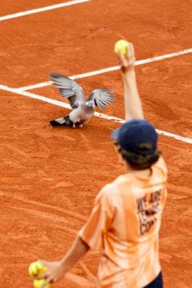 Tennis, French Open, Tag 3 TENNIS - French Open 2024 PARIS,FRANCE,28.MAY.24 - TENNIS - ATP, Tennis Herren World Tour, French Open, Roland Garros, Grand Slam. Image shows a pigeon and a ballkid.  GEPAxpictures xPatrickxSteiner