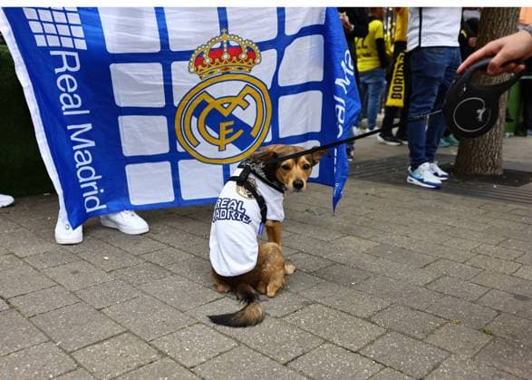 London, England, 1st June 2024. A Real Madrid supporting dog during the UEFA Champions League final match at Wembley Stadium, London. Picture credit should read: David Klein Sportimage EDITORIAL USE ONLY. No use with unauthorised audio, video, data, fixture lists, club league logos or live services. Online in-match use limited to 120 images, no video emulation. No use in betting, games or single club league player publications. SPI-3169-0023