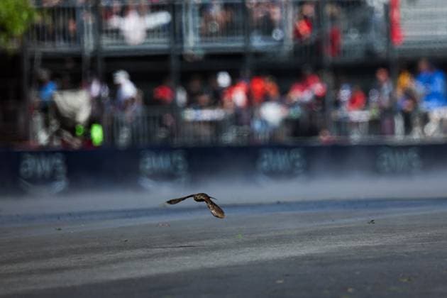 A bird during the Formula 1 AWS Grand Prix du Canada 2024, 9th round of the 2024 Formula One World Championship, WM, Weltmeisterschaft from June 07 to 09, 2024 on the Circuit Gilles Villeneuve, in MontrÃ al, Canada - F1 - CANADIAN GRAND PRIX 2024 DPPI Panoramic  240607_R09_CANADA_DP_FGOO1412