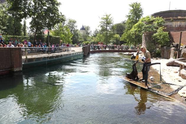 UEFA EURO, EM, Europameisterschaft,Fussball 2024: Robben-Orakel im Zoo Leipzig, 13.06.24 Tierpflegerin Bettina Hurgisch mit Robben-Dame Hilla (Kalifornische Seelöwin). Robben-Orakel im Zoo Leipzig vor dem Eröffnungsspiel Deutschland gegen Schottland, 13.06.24. Copyright: xBEAUTIFULxSPORTS JanxKaeferx