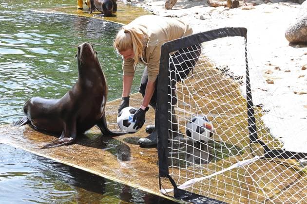 UEFA EURO, EM, Europameisterschaft,Fussball 2024: Robben-Orakel im Zoo Leipzig, 13.06.24 Tierpflegerin Bettina Hurgisch platziert die beiden Bälle vor Robben-Dame Hilla (Kalifornische Seelöwin). Robben-Orakel im Zoo Leipzig vor dem Eröffnungsspiel Deutschland gegen Schottland, 13.06.24. Copyright: xBEAUTIFULxSPORTS JanxKaeferx