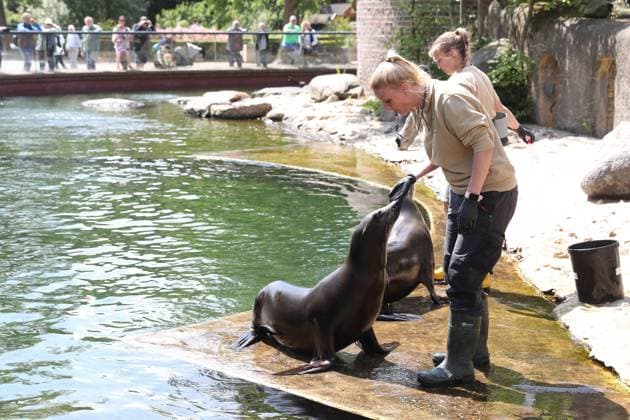 UEFA EURO, EM, Europameisterschaft,Fussball 2024: Robben-Orakel im Zoo Leipzig, 13.06.24 Tierpflegerin Bettina Hurgisch mit Robben-Dame Hilla (Kalifornische Seelöwin). Robben-Orakel im Zoo Leipzig vor dem Eröffnungsspiel Deutschland gegen Schottland, 13.06.24. Copyright: xBEAUTIFULxSPORTS JanxKaeferx