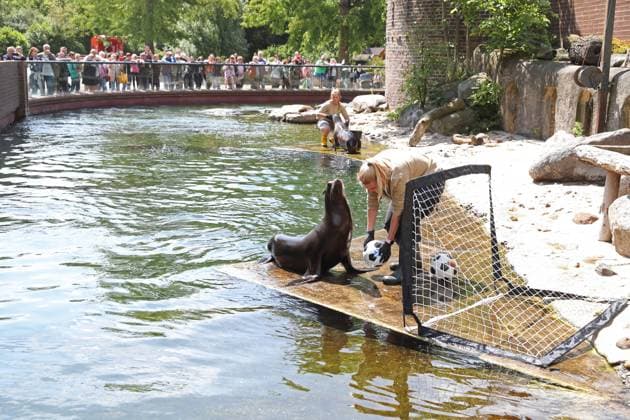 UEFA EURO, EM, Europameisterschaft,Fussball 2024: Robben-Orakel im Zoo Leipzig, 13.06.24 Tierpflegerin Bettina Hurgisch platziert die beiden Bälle vor Robben-Dame Hilla (Kalifornische Seelöwin). Robben-Orakel im Zoo Leipzig vor dem Eröffnungsspiel Deutschland gegen Schottland, 13.06.24. Copyright: xBEAUTIFULxSPORTS JanxKaeferx