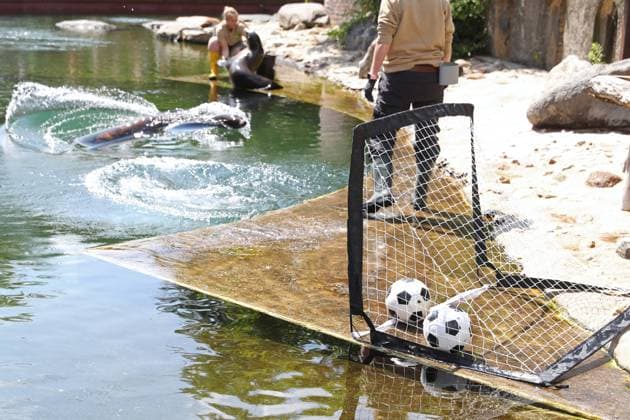 UEFA EURO, EM, Europameisterschaft,Fussball 2024: Robben-Orakel im Zoo Leipzig, 13.06.24 Der Schottland-Ball rollte ins Tor, der Deutschland-Ball blieb auf der Linie liegen. Robben-Orakel im Zoo Leipzig vor dem Eröffnungsspiel Deutschland gegen Schottland, 13.06.24. Copyright: xBEAUTIFULxSPORTS JanxKaeferx