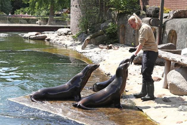 UEFA EURO, EM, Europameisterschaft,Fussball 2024: Robben-Orakel im Zoo Leipzig, 13.06.24 Tierpflegerin Bettina Hurgisch mit drei ihrer Robben. Robben-Orakel im Zoo Leipzig vor dem Eröffnungsspiel Deutschland gegen Schottland, 13.06.24. Copyright: xBEAUTIFULxSPORTS JanxKaeferx