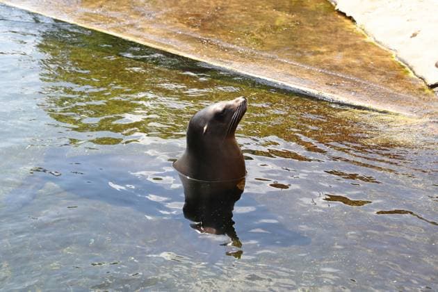 UEFA EURO, EM, Europameisterschaft,Fussball 2024: Robben-Orakel im Zoo Leipzig, 13.06.24 Robbe schaut mit dem Kopf aus dem Wasser. Robben-Orakel im Zoo Leipzig vor dem Eröffnungsspiel Deutschland gegen Schottland, 13.06.24. Copyright: xBEAUTIFULxSPORTS JanxKaeferx