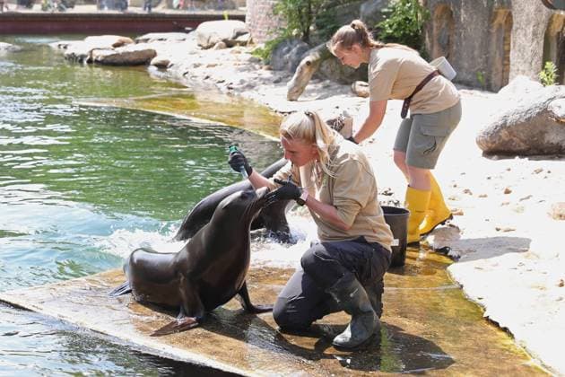 UEFA EURO, EM, Europameisterschaft,Fussball 2024: Robben-Orakel im Zoo Leipzig, 13.06.24 Tierpflegerin Bettina Hurgisch mit Robben-Dame Hilla (Kalifornische Seelöwin). Robben-Orakel im Zoo Leipzig vor dem Eröffnungsspiel Deutschland gegen Schottland, 13.06.24. Copyright: xBEAUTIFULxSPORTS JanxKaeferx