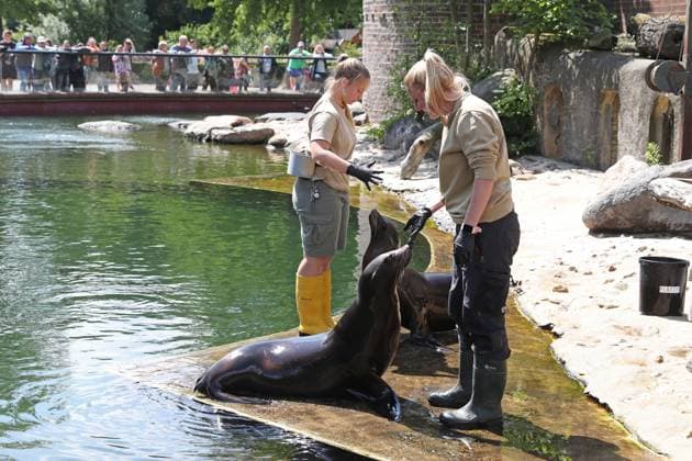 UEFA EURO, EM, Europameisterschaft,Fussball 2024: Robben-Orakel im Zoo Leipzig, 13.06.24 Tierpflegerinnen bei der Beschäftigung mit ihren Robben. Robben-Orakel im Zoo Leipzig vor dem Eröffnungsspiel Deutschland gegen Schottland, 13.06.24. Copyright: xBEAUTIFULxSPORTS JanxKaeferx