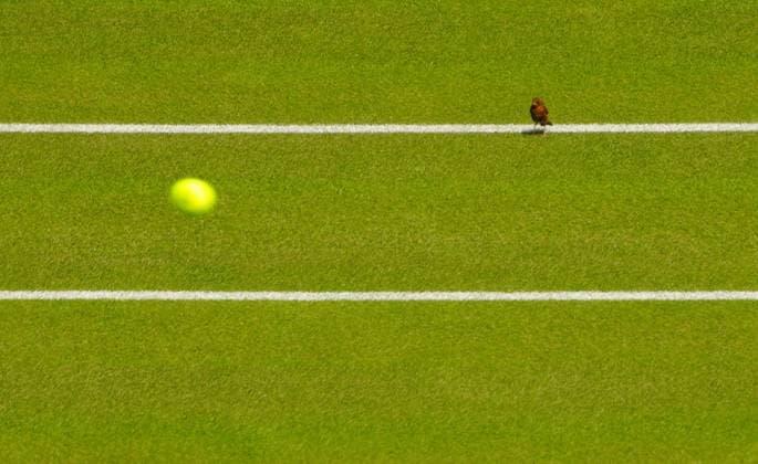 A bird on Centre Court Wimbledon Tennis Championships, Practice and Previews, The All England Lawn Tennis and Croquet Club, London, UK - 27 Jun 2024  Copyright: xJavierxGarcia Shutterstockx 14560174ao