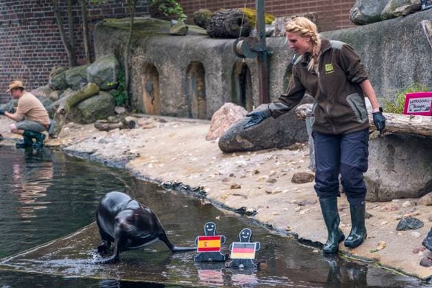 Das Seelöwen Orakel im Zoo Leipzig. Beim Training tippte die Seelöwen Dame, dass Deutschland, das Viertelfinale gegen Spanien gewinnen wird. Seelöwen Orakel