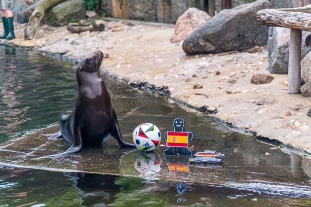 Sport Bilder des Tages Das Seelöwen Orakel im Zoo Leipzig. Beim Training tippte die Seelöwen Dame, dass Deutschland, das Viertelfinale gegen Spanien gewinnen wird. Seelöwen Orakel