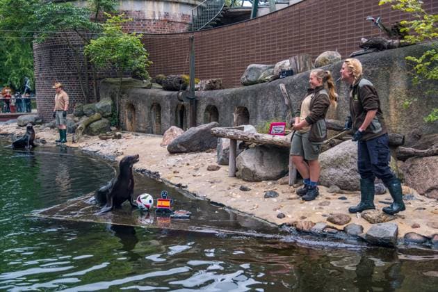 Das Seelöwen Orakel im Zoo Leipzig. Beim Training tippte die Seelöwen Dame, dass Deutschland, das Viertelfinale gegen Spanien gewinnen wird. Seelöwen Orakel