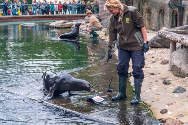 Das Seelöwen Orakel im Zoo Leipzig. Beim Training tippte die Seelöwen Dame, dass Deutschland, das Viertelfinale gegen Spanien gewinnen wird. Seelöwen Orakel