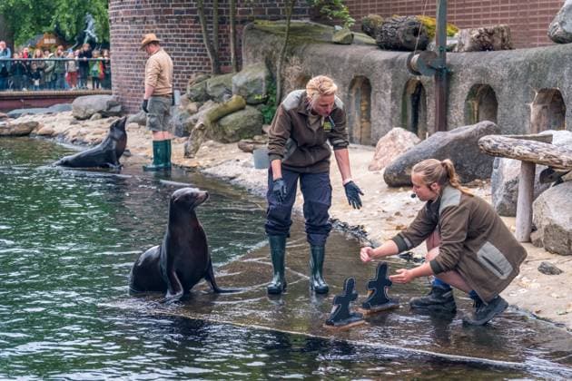 Das Seelöwen Orakel im Zoo Leipzig. Beim Training tippte die Seelöwen Dame, dass Deutschland, das Viertelfinale gegen Spanien gewinnen wird. Seelöwen Orakel