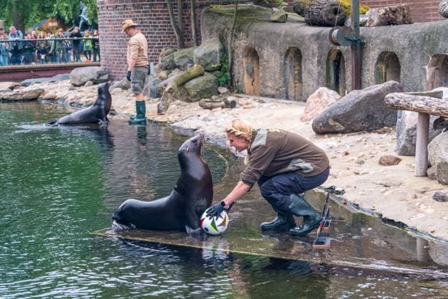 Das Seelöwen Orakel im Zoo Leipzig. Beim Training tippte die Seelöwen Dame, dass Deutschland, das Viertelfinale gegen Spanien gewinnen wird. Seelöwen Orakel